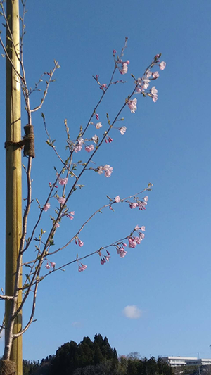 20200411_sakura.png