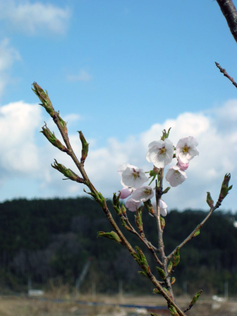 sakura201602.png